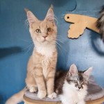 U-rrah And Popsi dust Mâle Maine coon U-rrah And Popsi dust Mâle Maine coon