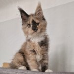 U-zu And Popsi dust Femelle Maine coon U-zu And Popsi dust Femelle Maine coon