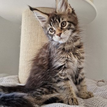 Ulli And Popsi dust Femelle Maine coon