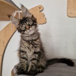 Upsilon And Popsi dust Mâle Maine coon Upsilon And Popsi dust Mâle Maine coon