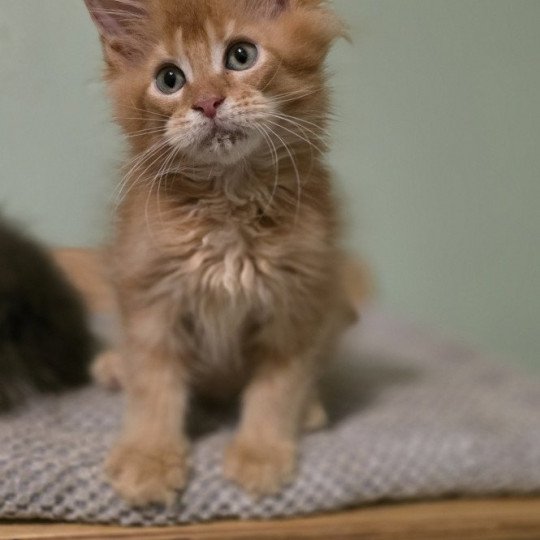 chaton Maine coon red ticked tabby Weasley Bill And Popsi dust red ticked tabby