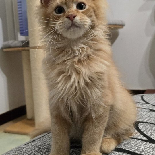 chaton Maine coon red ticked tabby Weasley Bill And Popsi dust red ticked tabby