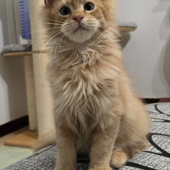Weasley Bill And Popsi dust Mâle Maine coon