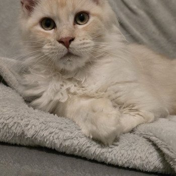 Weasley Percy And Popsi dust Mâle Maine coon