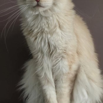 Weasley Percy And Popsi dust Mâle Maine coon