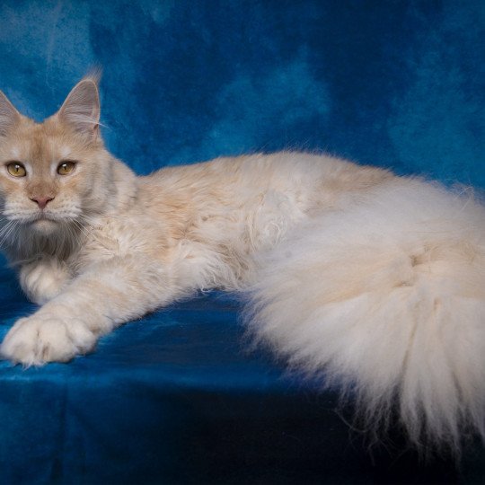 chaton Maine coon red silver blotched tabby Weasley Percy And Popsi dust red silver blotched tabby