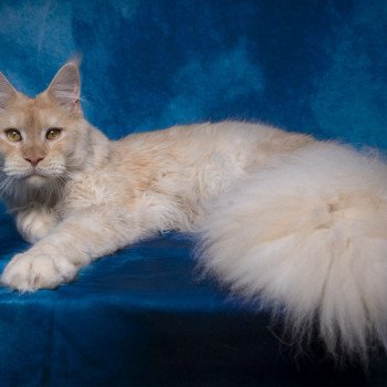 Weasley Percy And Popsi dust Mâle Maine coon