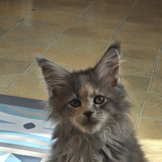 chaton Maine coon blue tortie blotched tabby & blanc wilma And Popsi dust blue tortie blotched tabby & blanc