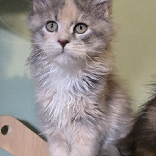 chaton Maine coon blue tortie blotched tabby & blanc Zou maï And Popsi dust blue tortie blotched tabby & blanc