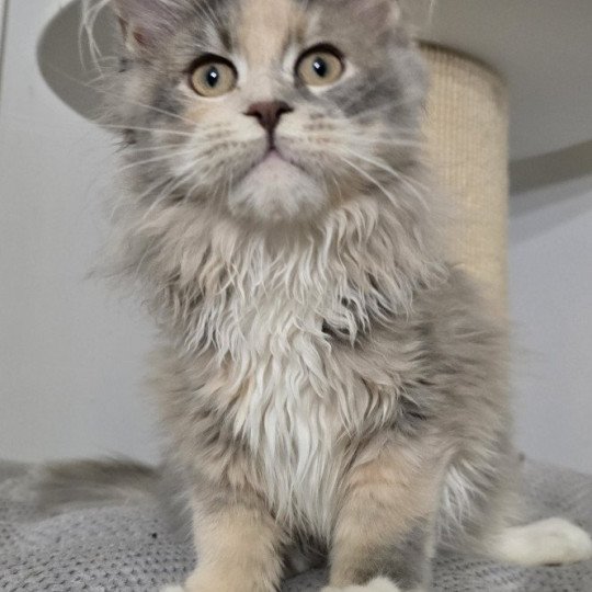 chaton Maine coon blue tortie blotched tabby & blanc Zou maï And Popsi dust blue tortie blotched tabby & blanc