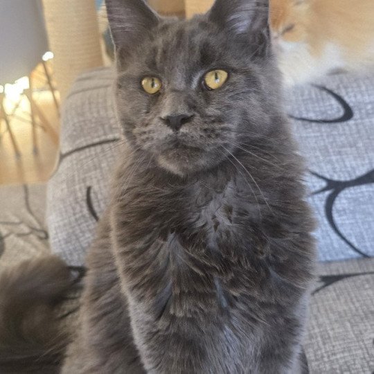 chaton Maine coon blue Wingardium leviosa And Popsi dust blue 