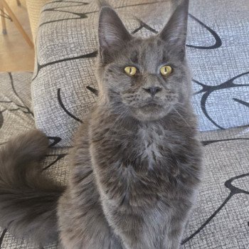Wingardium leviosa And Popsi dust Femelle Maine coon