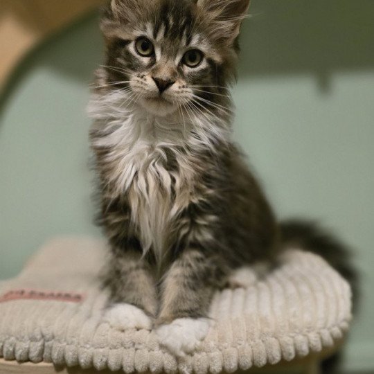 chaton Maine coon brown blotched tabby & blanc yahooey And Popsi dust brown blotched tabby & blanc