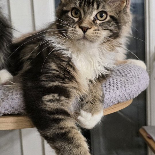 chaton Maine coon brown blotched tabby & blanc yahooey And Popsi dust brown blotched tabby & blanc