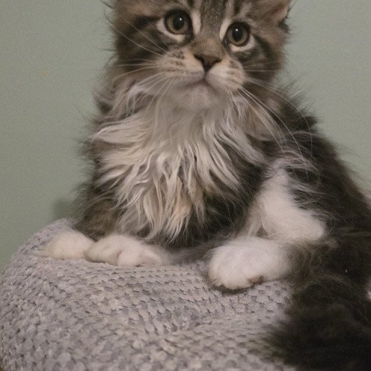 chaton Maine coon brown blotched tabby & blanc Yappee And Popsi dust brown blotched tabby & blanc