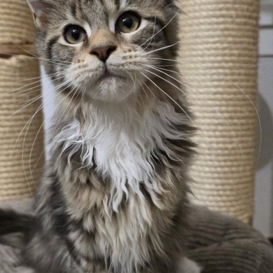 chaton Maine coon brown blotched tabby & blanc Yappee And Popsi dust brown blotched tabby & blanc