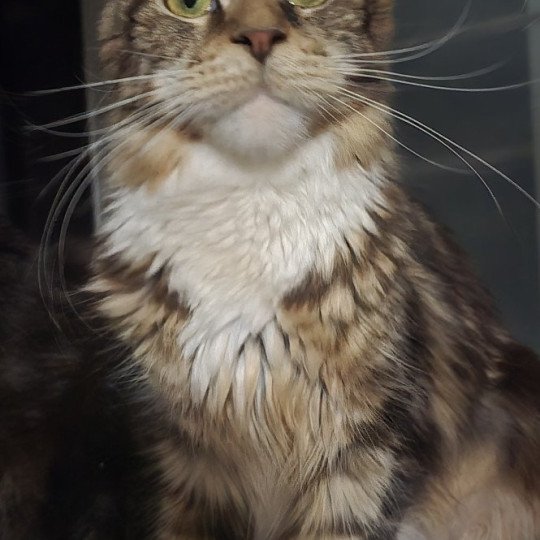 chaton Maine coon brown blotched tabby & blanc Yappee And Popsi dust brown blotched tabby & blanc