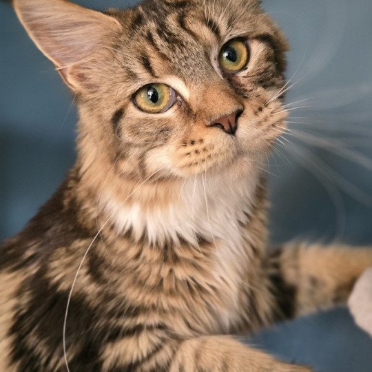 chaton Maine coon brown blotched tabby & blanc Yappee And Popsi dust brown blotched tabby & blanc