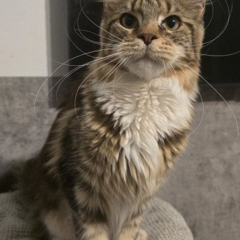 Yappee And Popsi dust Femelle Maine coon