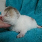 2e chaton (Portée Paprika ❤ Pharaon 2023) - Mâle chocolate ticked tabby & blanc van Mâle British Shorthair 2e chaton (Portée Paprika ❤ Pharaon 2023) - Mâle chocolate ticked tabby & blanc van Mâle British Shorthair