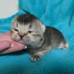 3e chaton (Portée Paprika ❤ Pharaon 2023) - Femelle brown ticked tabby Femelle British Shorthair 3e chaton (Portée Paprika ❤ Pharaon 2023) - Femelle brown ticked tabby Femelle British Shorthair