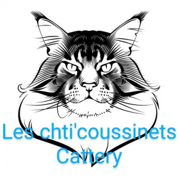 Chatterie Les Chti Coussinets Elevage De Chat Maine Coon Chatterie Les Chti Coussinets Elevage De Chat Maine Coon