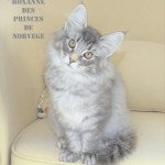 Christine - Chatterie des Princes de Norvège