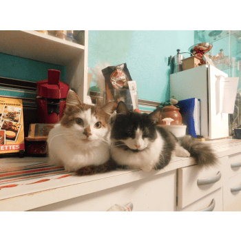 Chatterie Des C Kazh Normands Elevage De Chat Munchkin Longhair Munchkin Chatterie Des C Kazh Normands Elevage De Chat Munchkin Longhair Munchkin