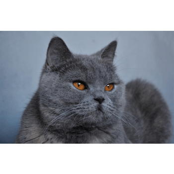 Chat Bleu Russe Elevage Belgique Chat Bleu Russe Elevage Belgique