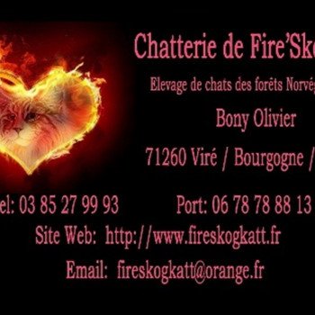 CHATTERIE FIRE'SKOGKATT