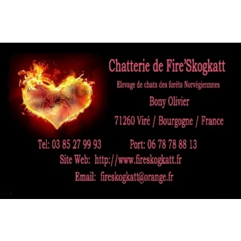 CHATTERIE FIRE'SKOGKATT