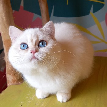Nanook Mâle British Shorthair
