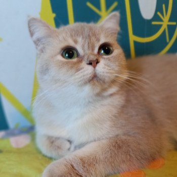 Snoopette Femelle British Shorthair