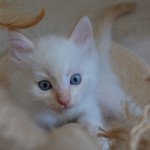 THOR DU GWALARN Mâle Sibérien THOR DU GWALARN Mâle Sibérien