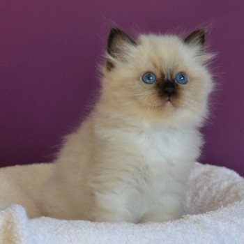 Annonces De Chats De Race A Adopter Chatons A Vendre Et Chats Retraites D Elevage A