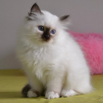 Saona Des Beaux Masques Chat Sacre De Birmanie A Vendre