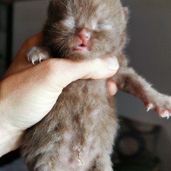 Chats Poils Court Chat Et Chaton Com