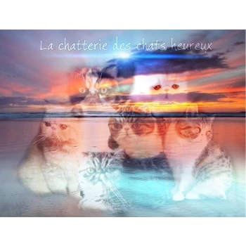 Chatterie des Chats Heureux