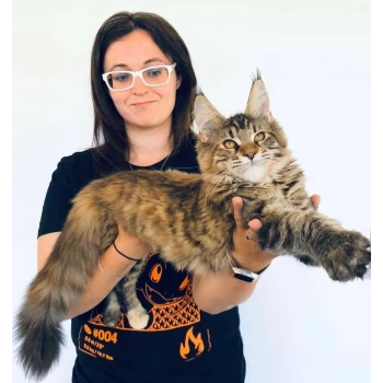 Chaton Maine Coon, Ubert, mâle disponible en Centre-Val de Loire, 45 -  Loiret. Toutes les portees, les chatons de race, les eleveurs et chats de  race sont sur .