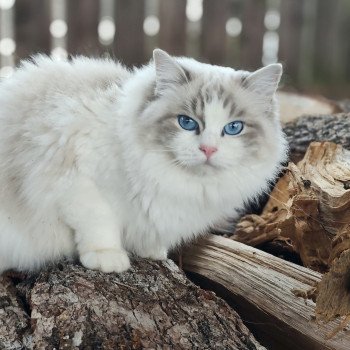 Echo de Narcisse Zeend S Femelle Ragdoll