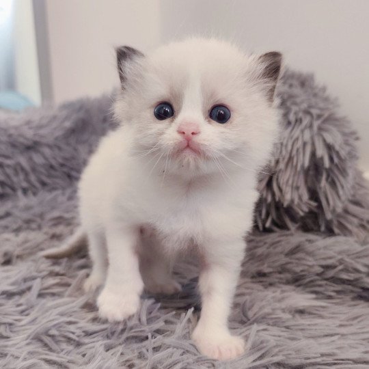 chaton Ragdoll black & blanc Adélie Chatterie Echo de Narcisse black & blanc