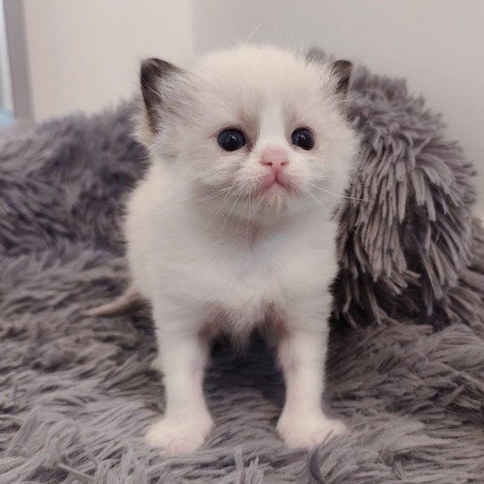 chaton Ragdoll black & blanc Adélie Chatterie Echo de Narcisse black & blanc