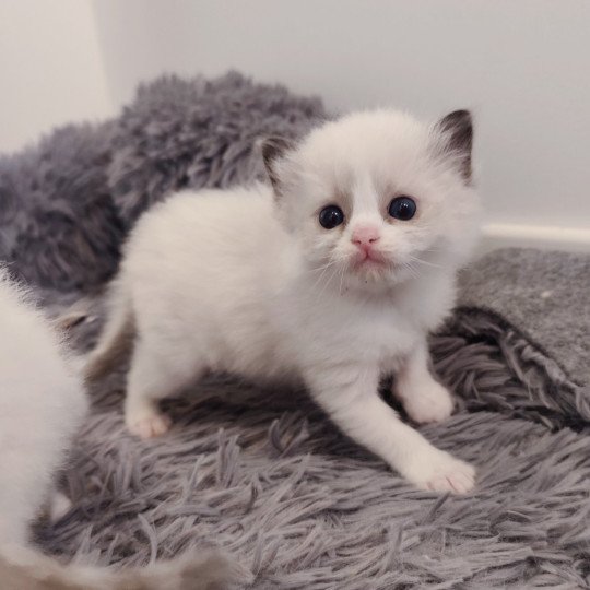 chaton Ragdoll black & blanc Adélie Chatterie Echo de Narcisse black & blanc