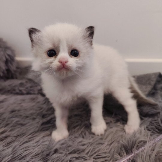 chaton Ragdoll black & blanc Adélie Chatterie Echo de Narcisse black & blanc