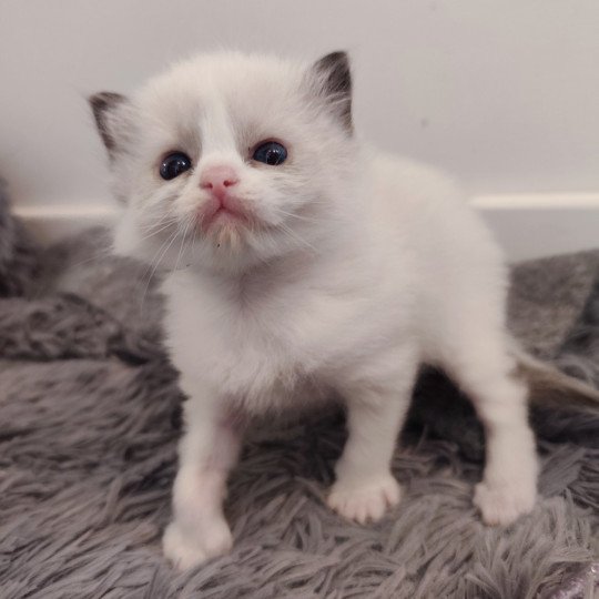 chaton Ragdoll black & blanc Adélie Chatterie Echo de Narcisse black & blanc