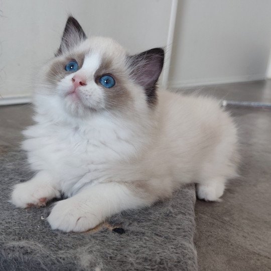 chaton Ragdoll black & blanc Adélie Chatterie Echo de Narcisse black & blanc