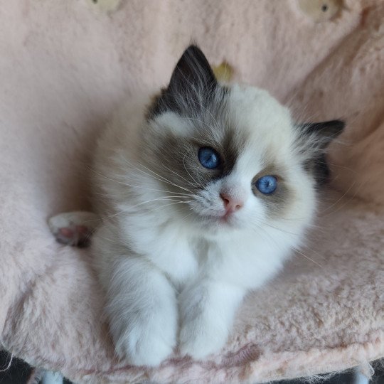 chaton Ragdoll black & blanc Adélie Chatterie Echo de Narcisse black & blanc