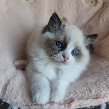 Echo de Narcisse Adélie Femelle Ragdoll