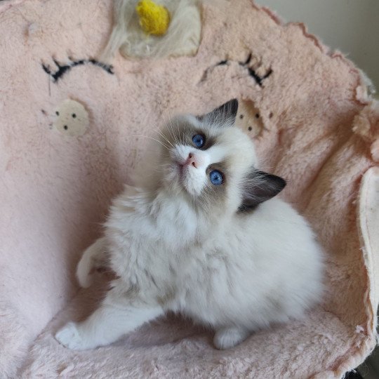 chaton Ragdoll black & blanc Adélie Chatterie Echo de Narcisse black & blanc