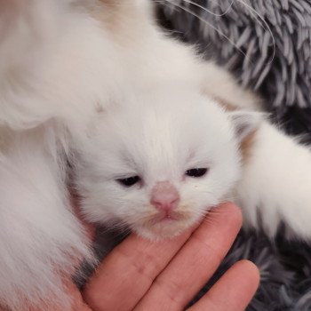 Echo de Narcisse Aïda Femelle Ragdoll